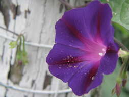 Image of tall morning-glory