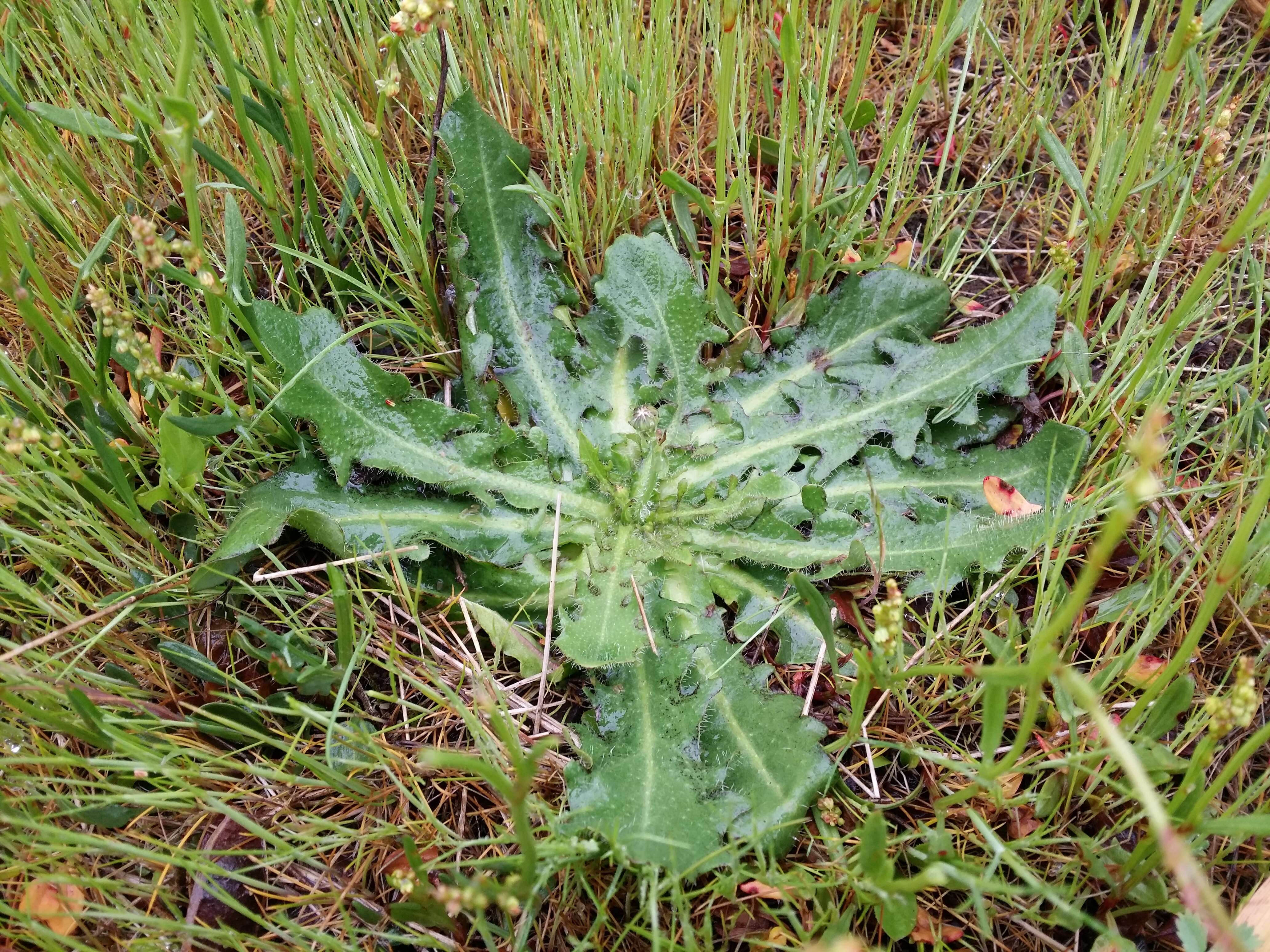 Image of Hairy Cat's-Ear