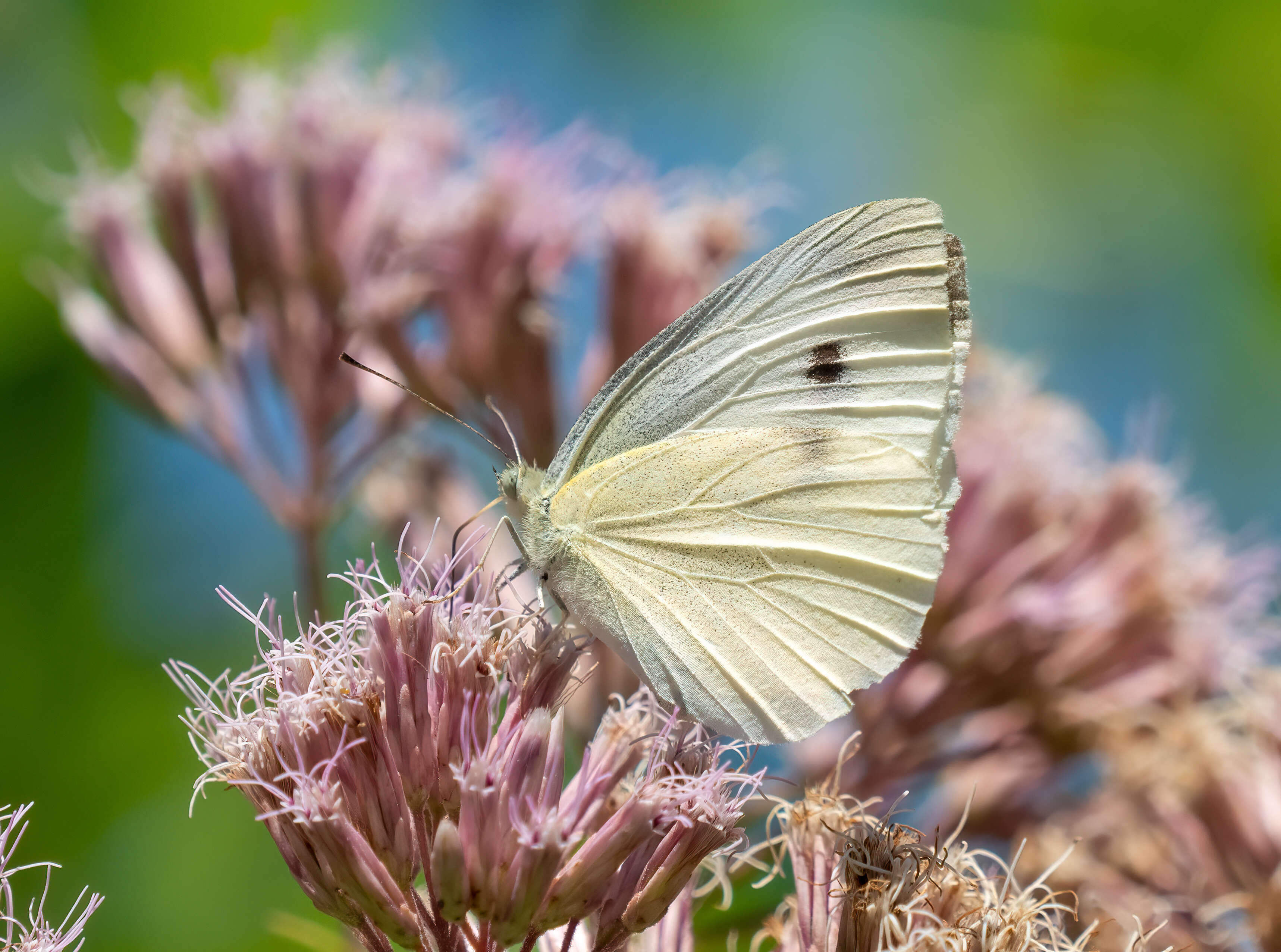 Image of small white