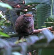 Image of Sambirano Bamboo Lemur