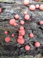 Image of Lycogala epidendrum