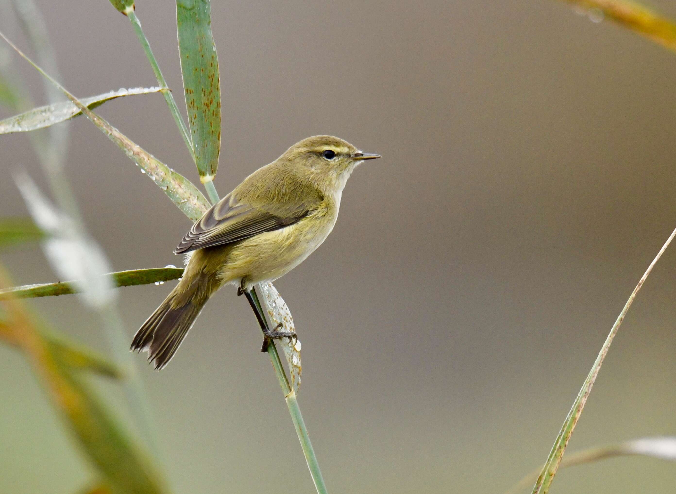 Image of Common Chiffchaff