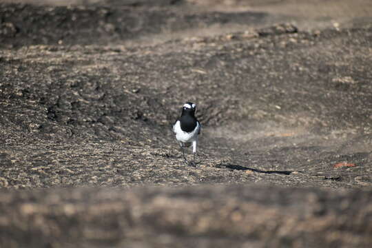 Image of White-browed Wagtail