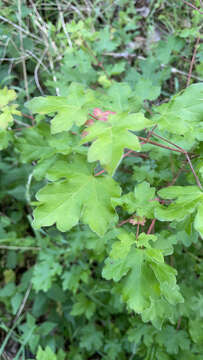 Image of Field Maple