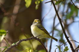 Слика од Vireo griseus (Boddaert 1783)