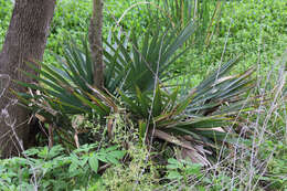 Image of dwarf palmetto