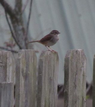 Image of Swamp Sparrow