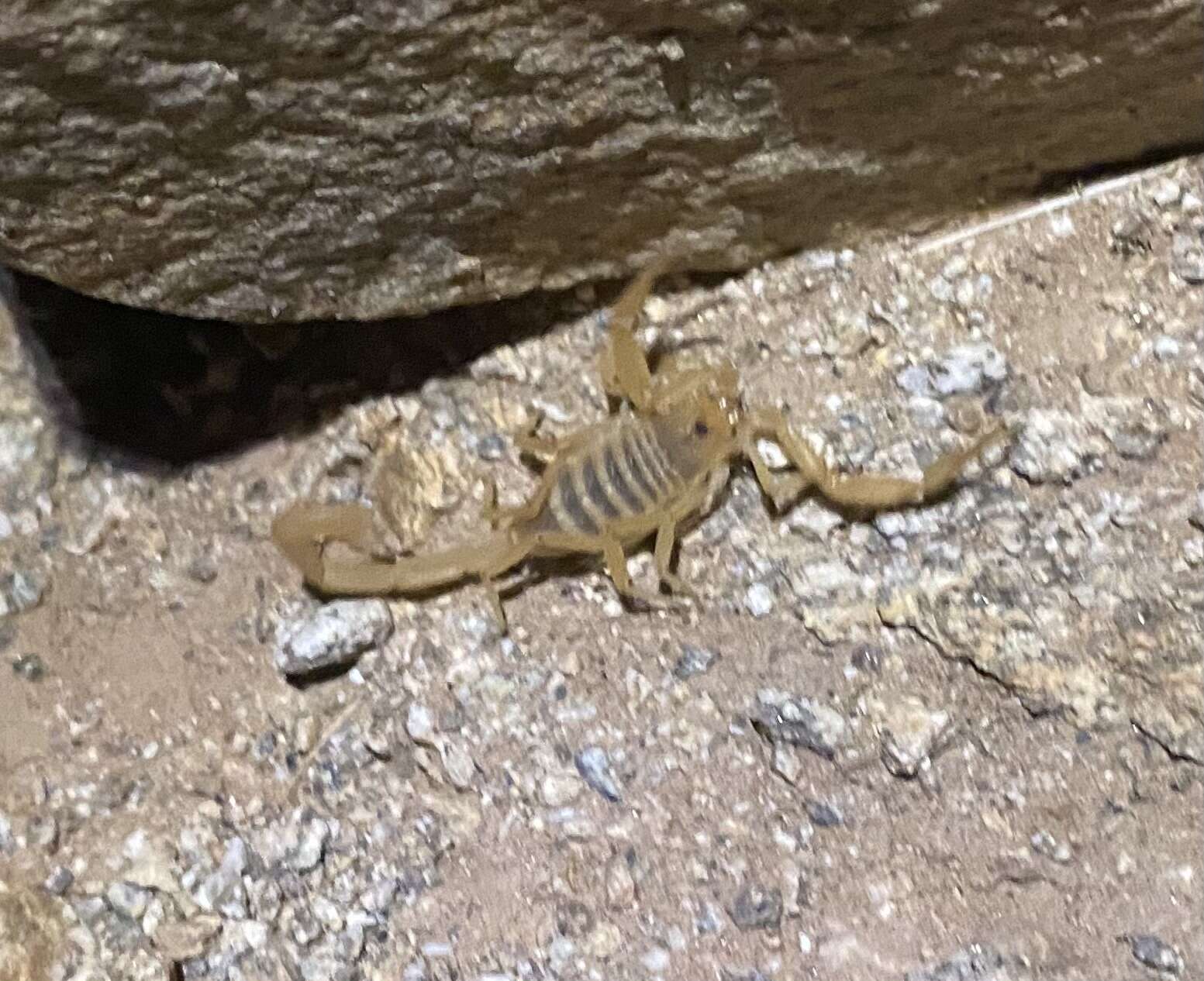 Image of Arizona Bark Scorpion