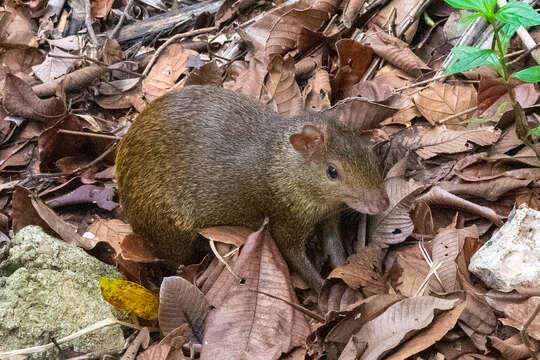 Image of Central American Agouti