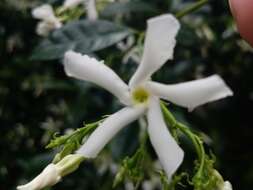 Image of Common Jasmine