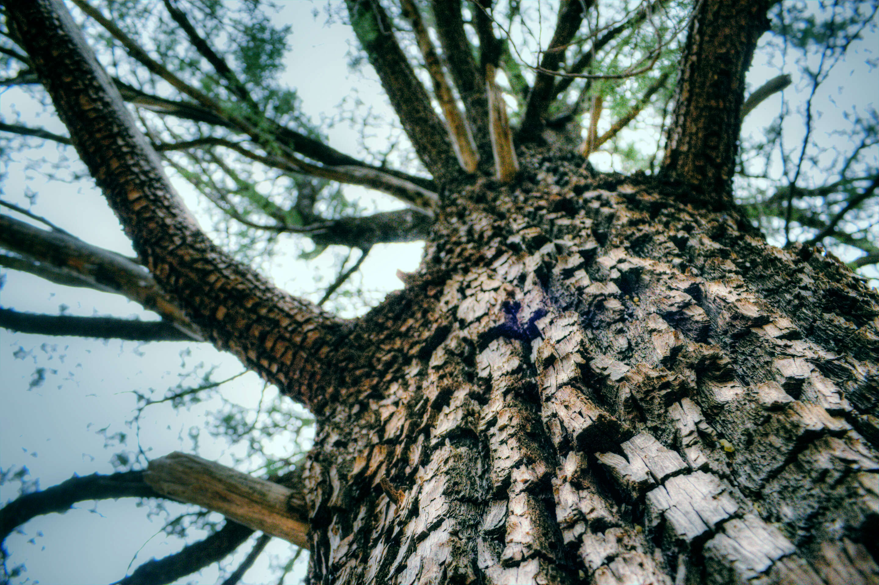 Juniperus deppeana Steud. resmi