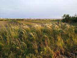 Image of European feather grass