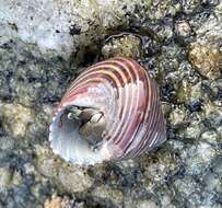 Image of Blue Top Snail