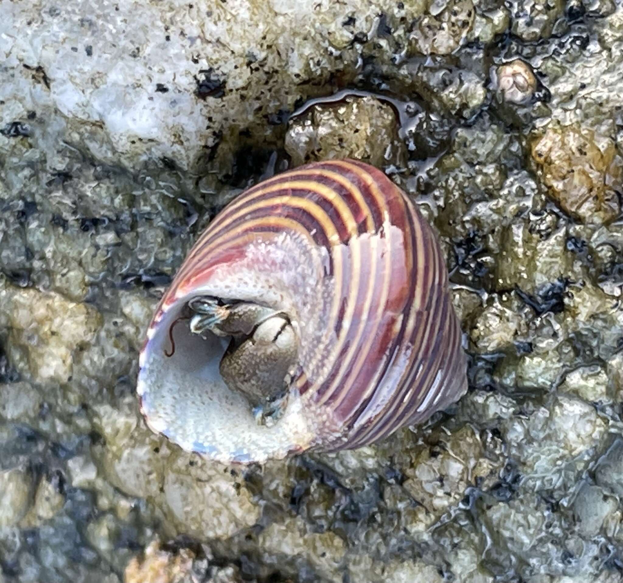 Image de Calliostoma ligatum (Gould 1849)