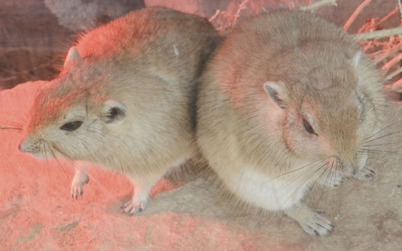 Image of Fat Sand Rat