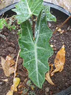 Image de Alocasia sanderiana W. Bull