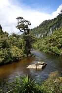 Image of Dacrydium