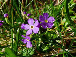 Plancia ëd Primula farinosa L.