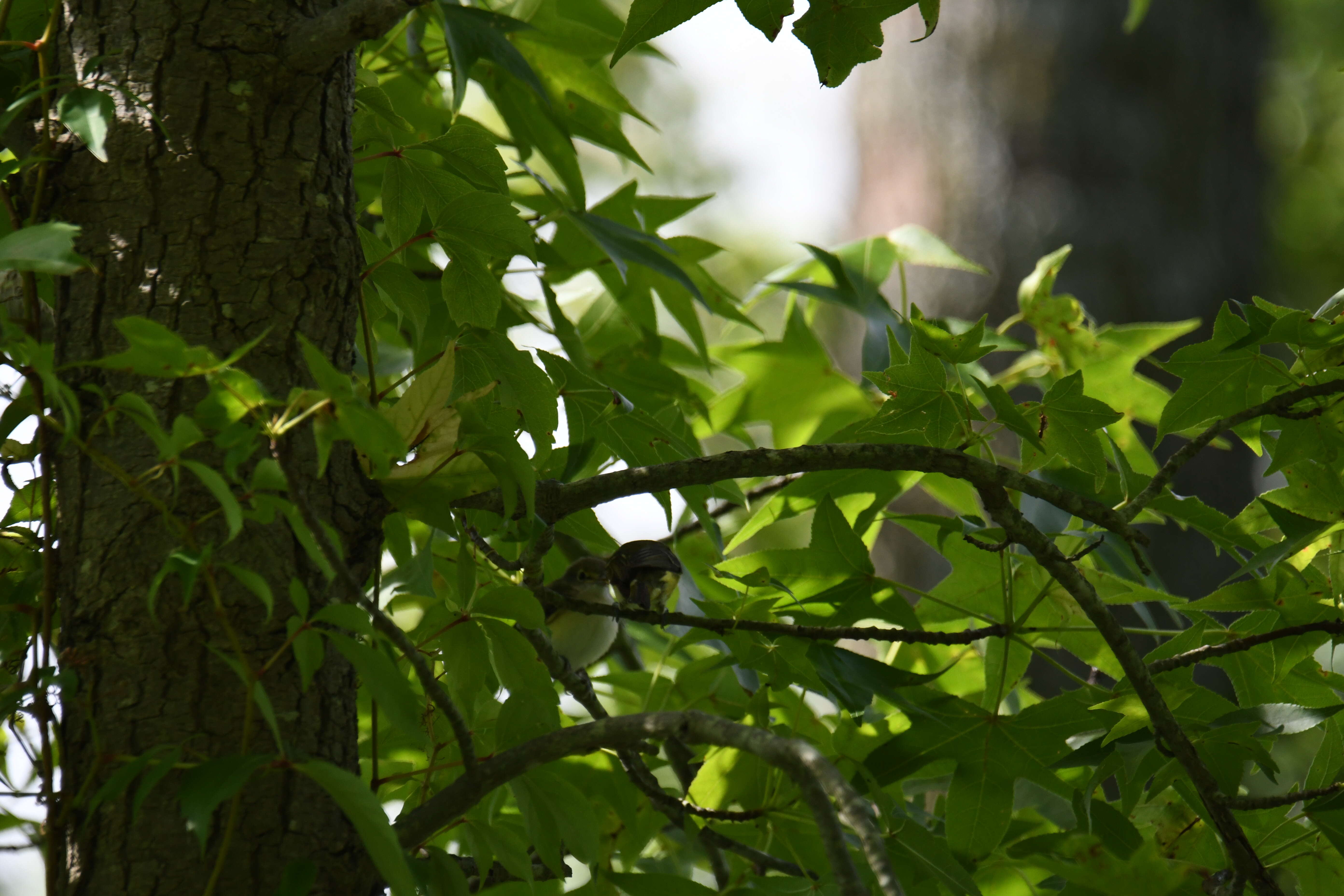 Слика од Vireo griseus (Boddaert 1783)