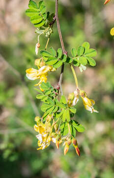 Image of Scorpion Senna