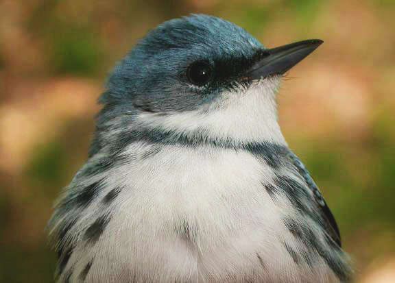 Image of Cerulean Warbler