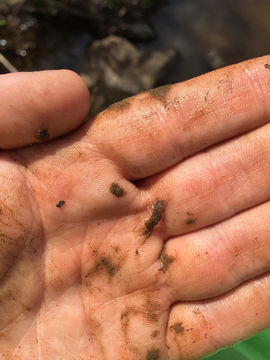 Image of aquatic sowbug