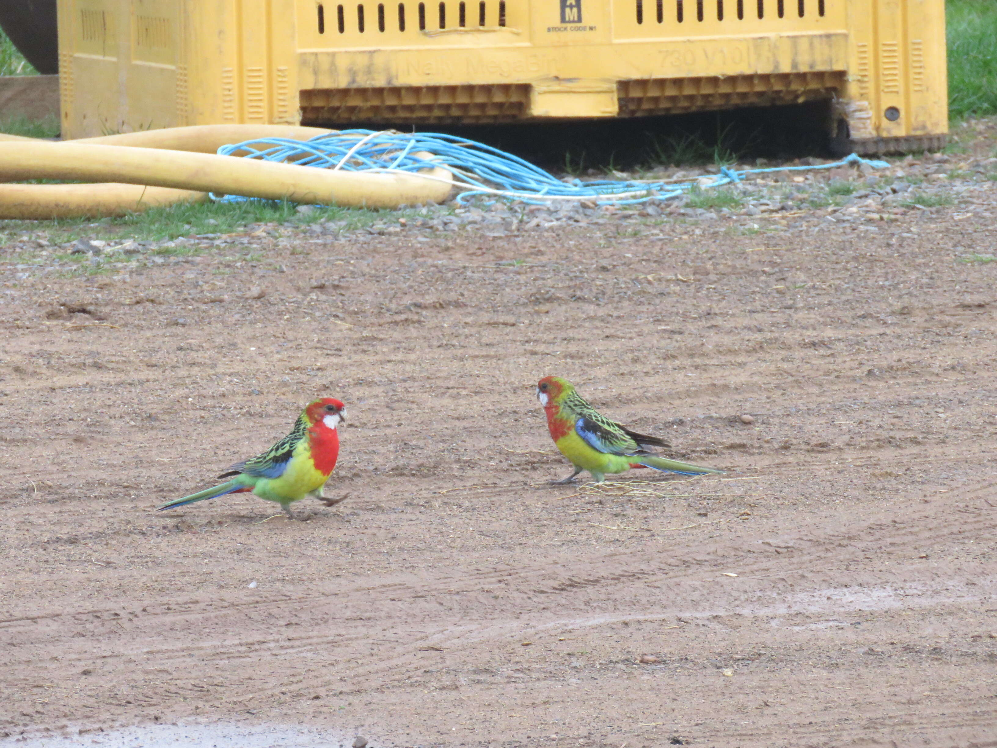 Image of Eastern Rosella