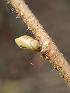 Image of American Hazel