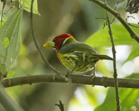 Image of Red-headed Barbet