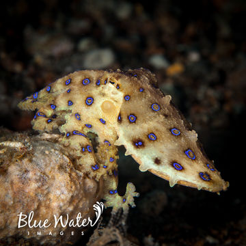 Image of Greater Blue-ringed Octopus