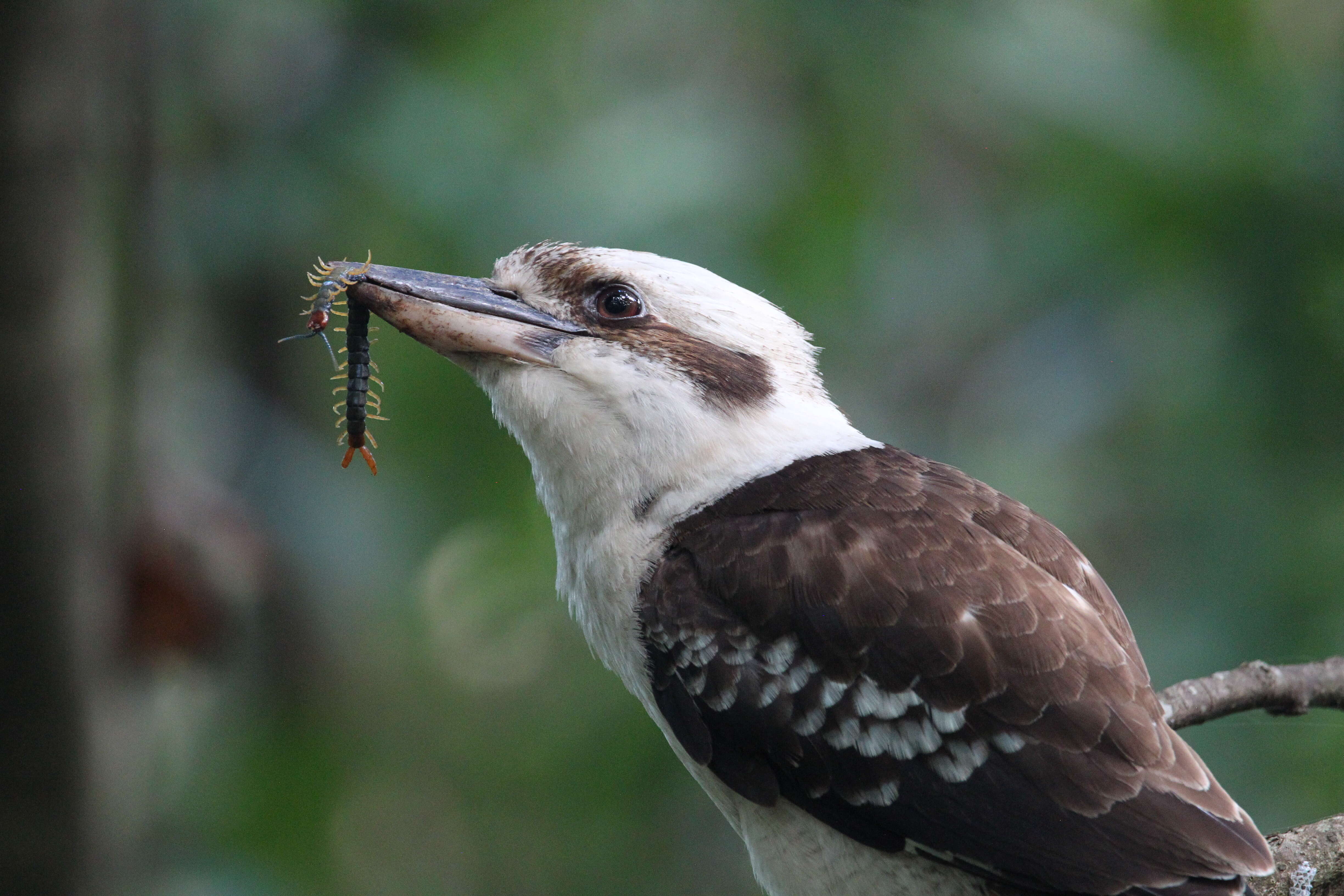 Image of Kookaburra