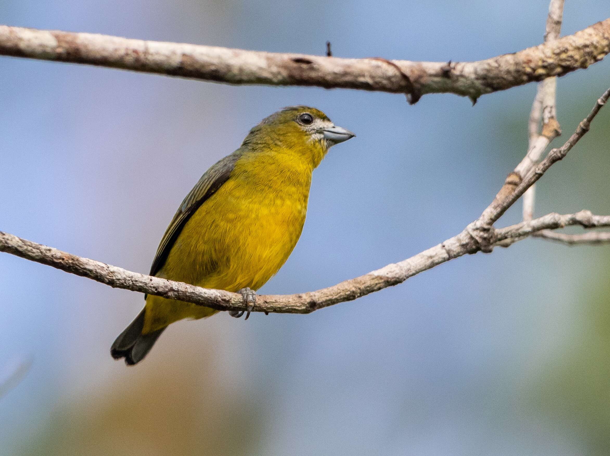 Euphonia chrysopasta Sclater, PL & Salvin 1869的圖片