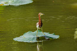 Image of Chinese Pond Heron