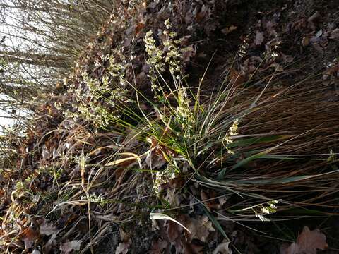 Image of Anthoxanthum australe (Schrad.) Veldkamp