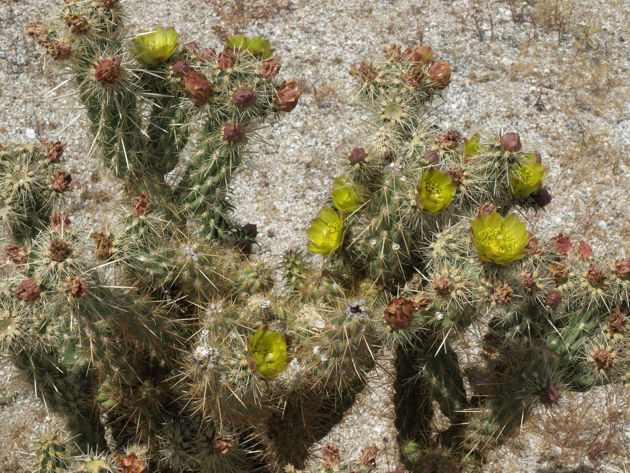 Image of Cylindropuntia bernardina