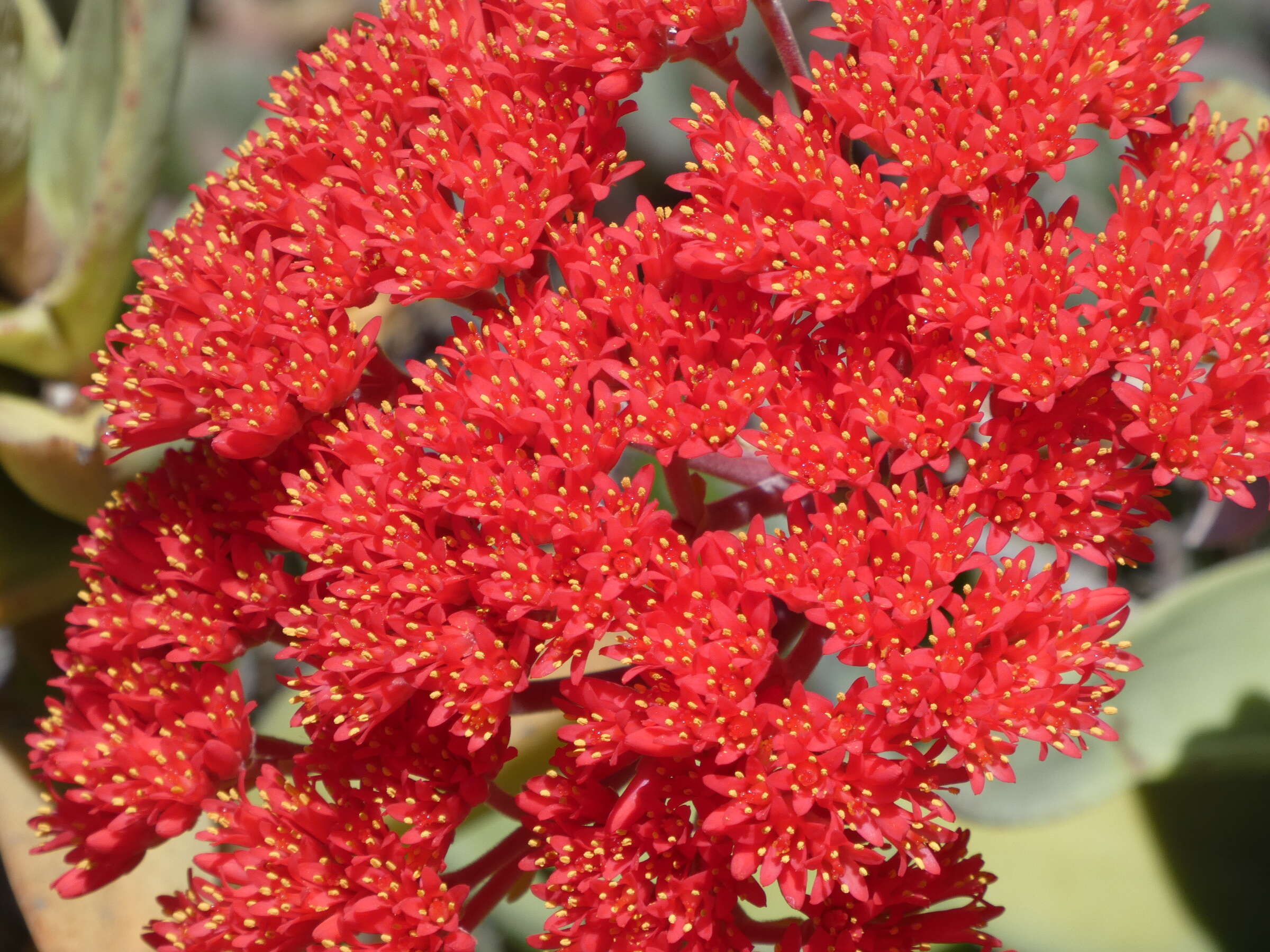 Image of Crassula perfoliata var. minor (Haw.) Rowley