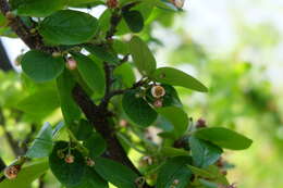 Cotoneaster acutifolius Turcz. resmi