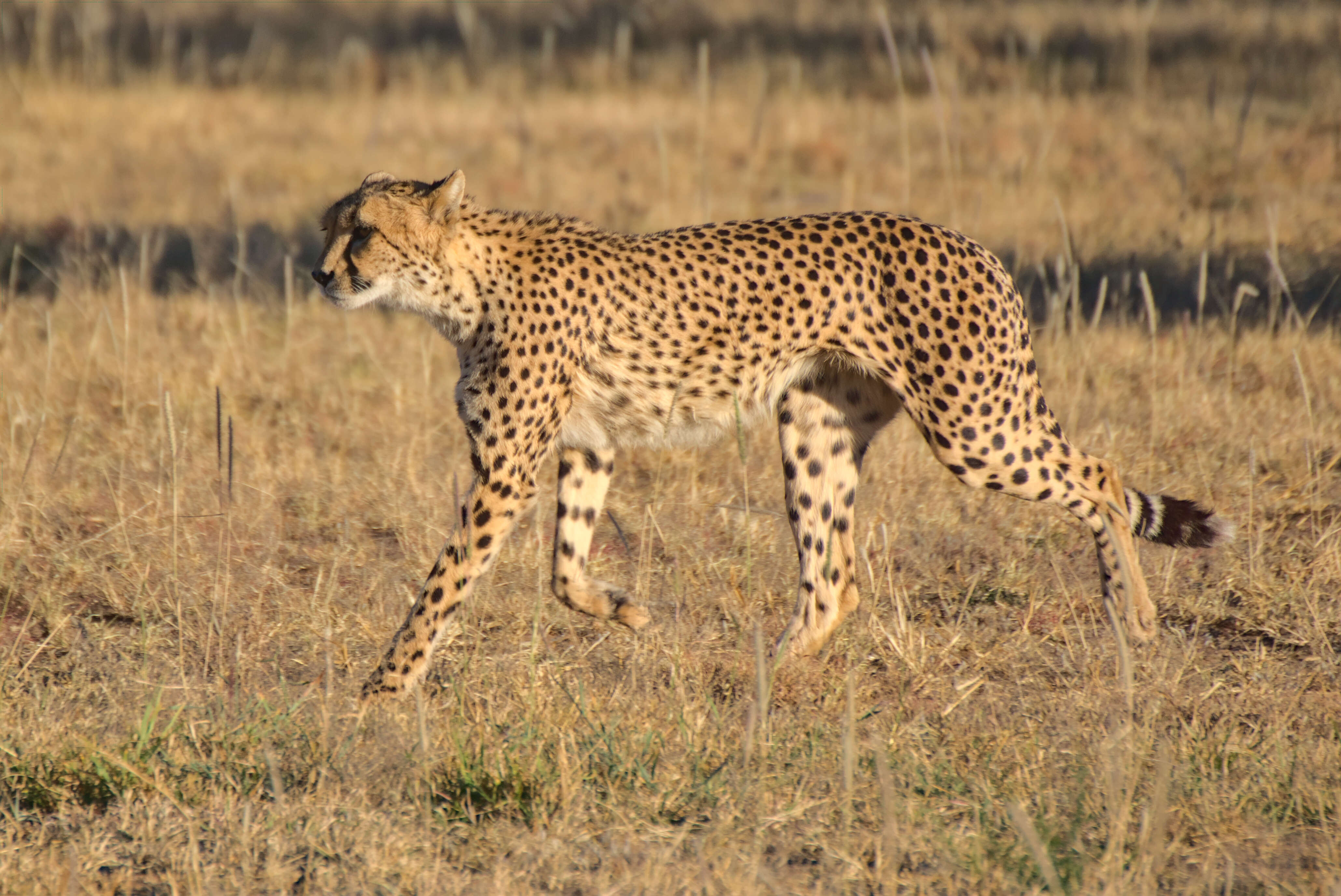 Image of Namibian cheetah