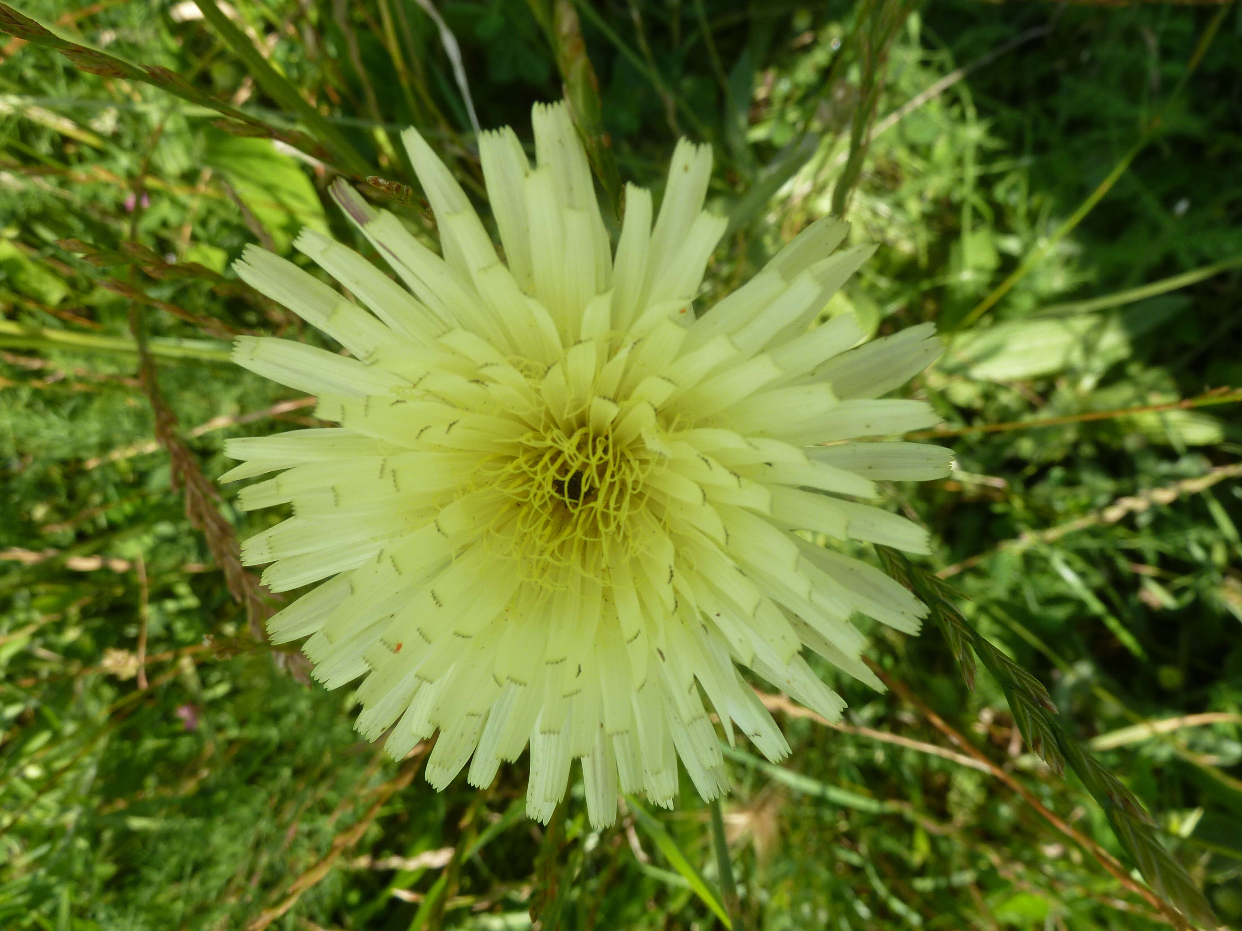 Image of Andryala integrifolia L.