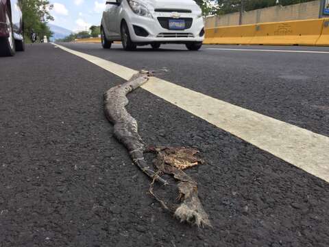 Image of Central American Boa