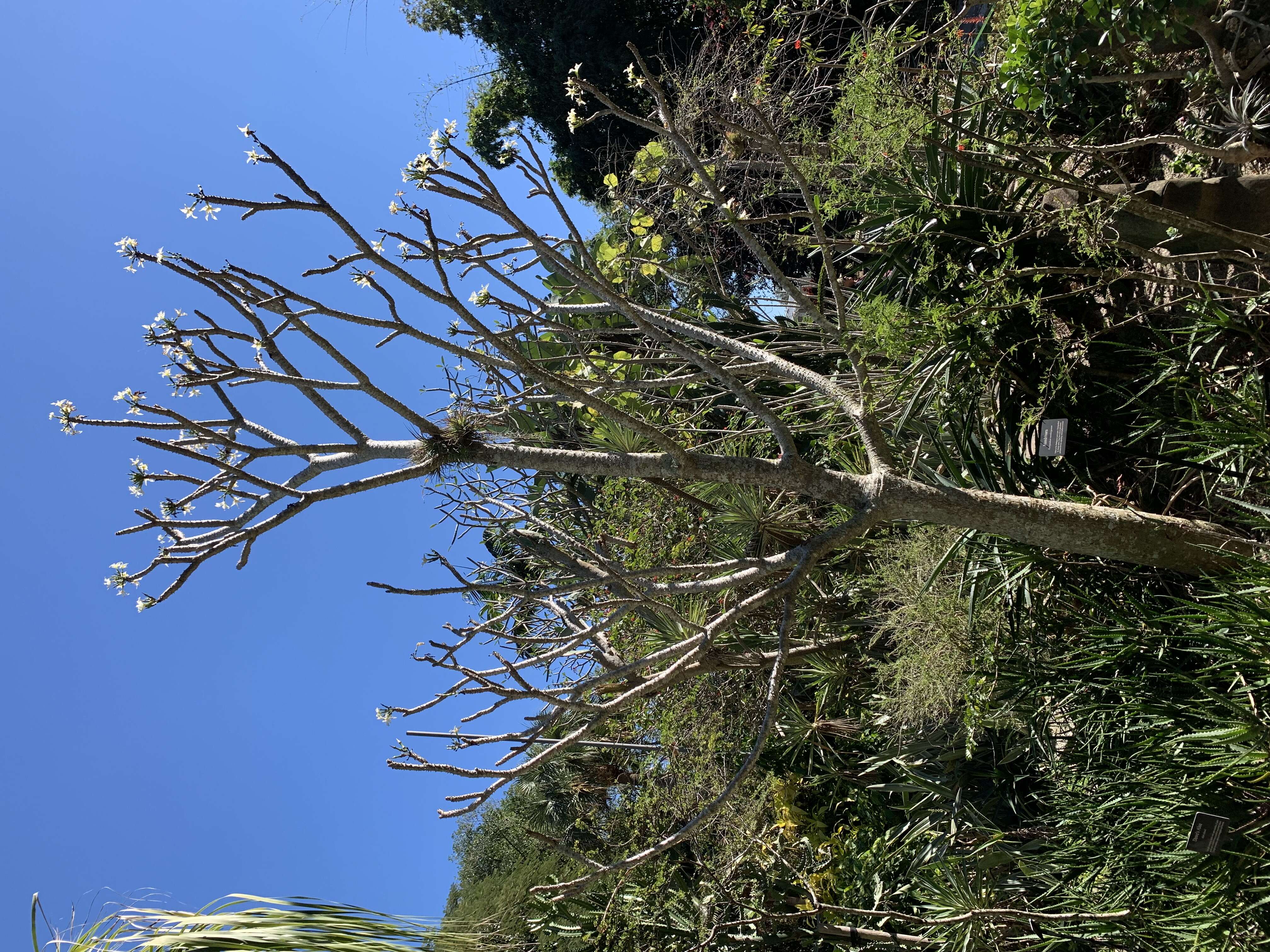 Image of Pachypodium rutenbergianum Vatke