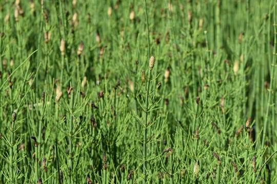 Image of Water Horsetail