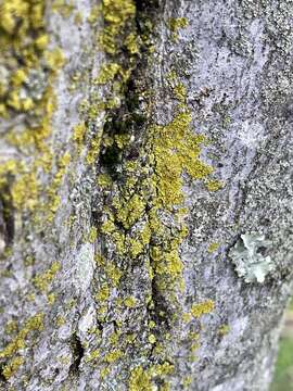 Image of lemon lichen