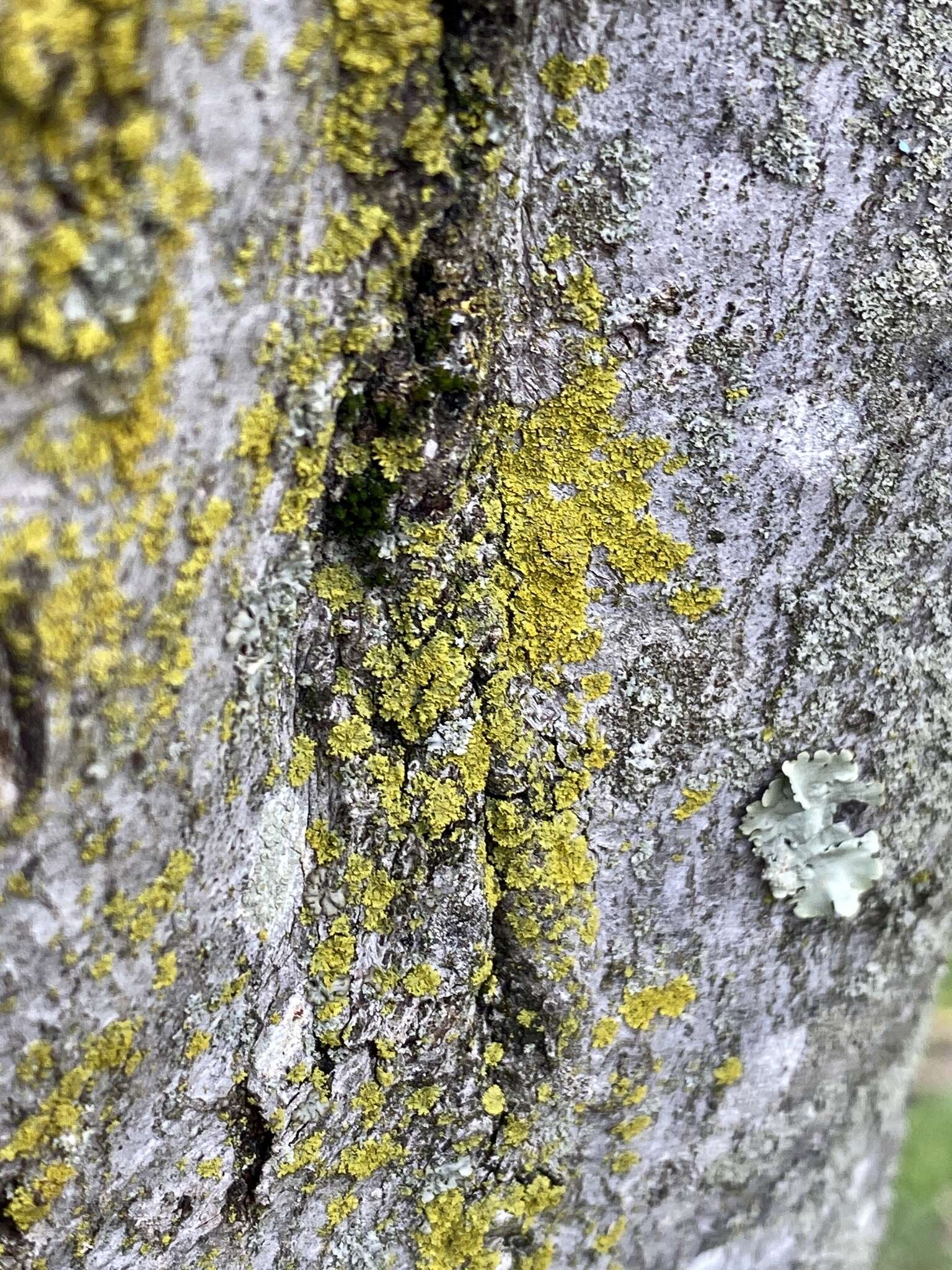 Image of lemon lichen