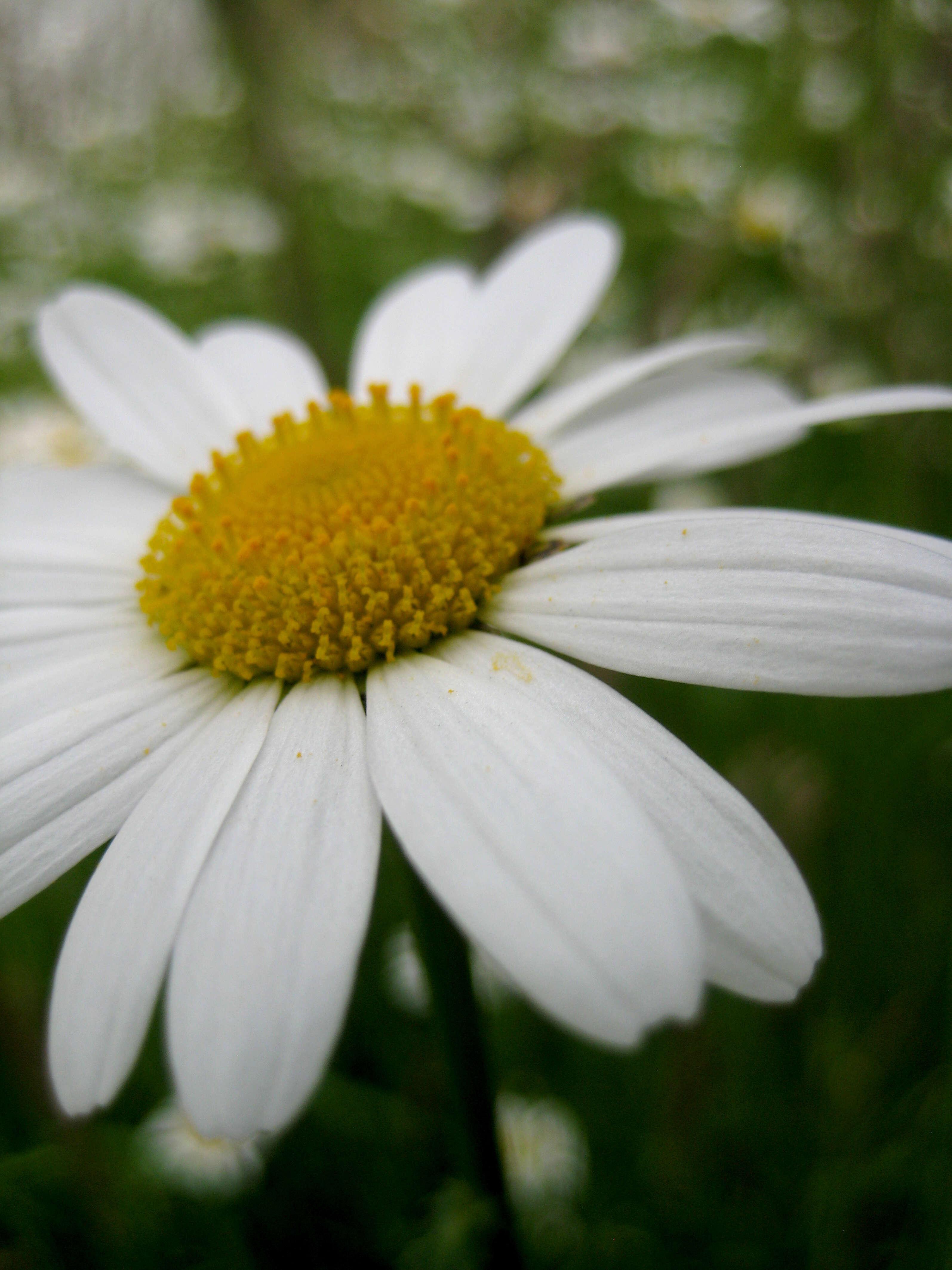 Image of Oxeye Daisy