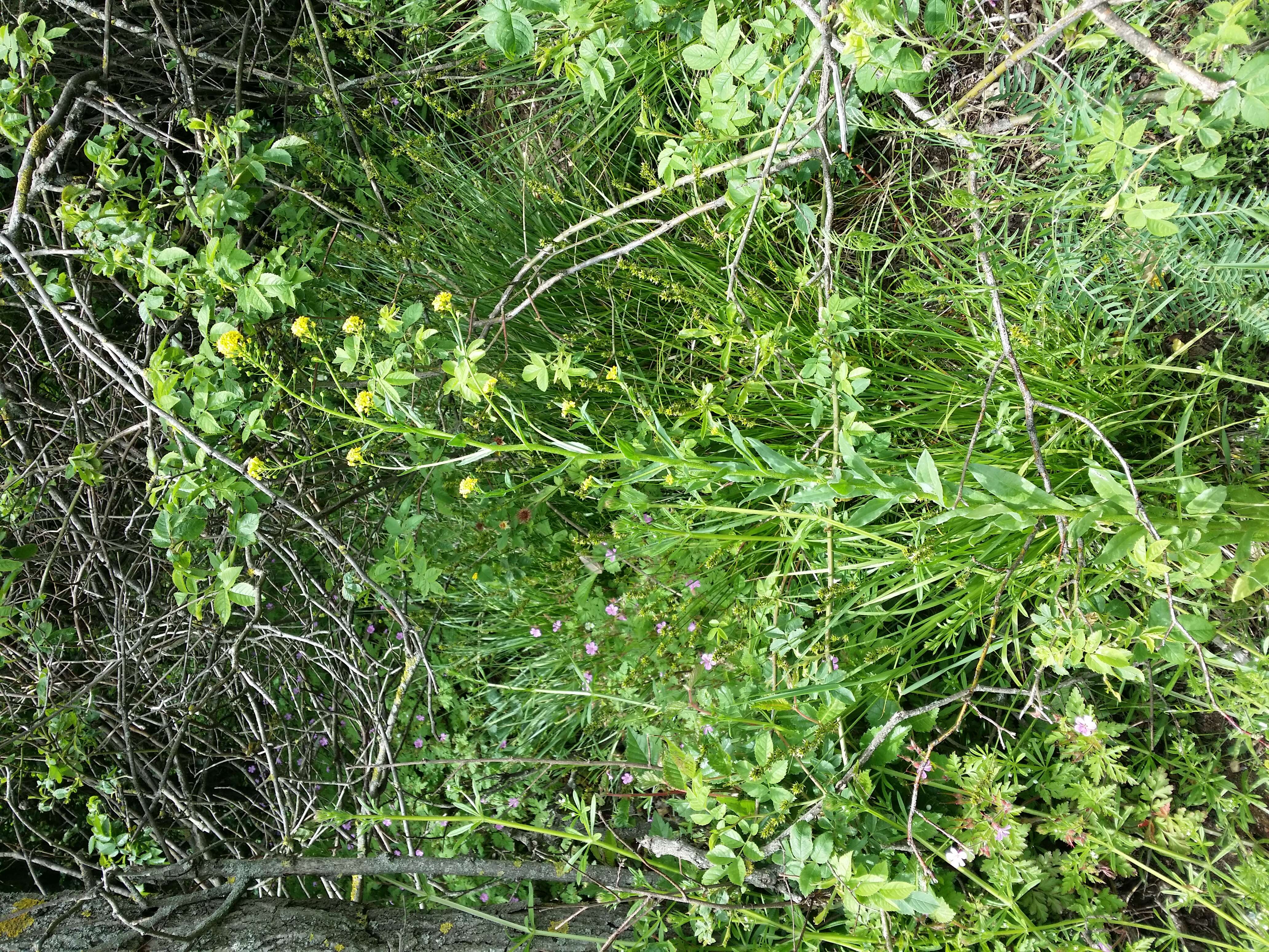 Image of ball mustard