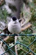 Image of Blackcap