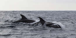 Image of Bottlenose Dolphin