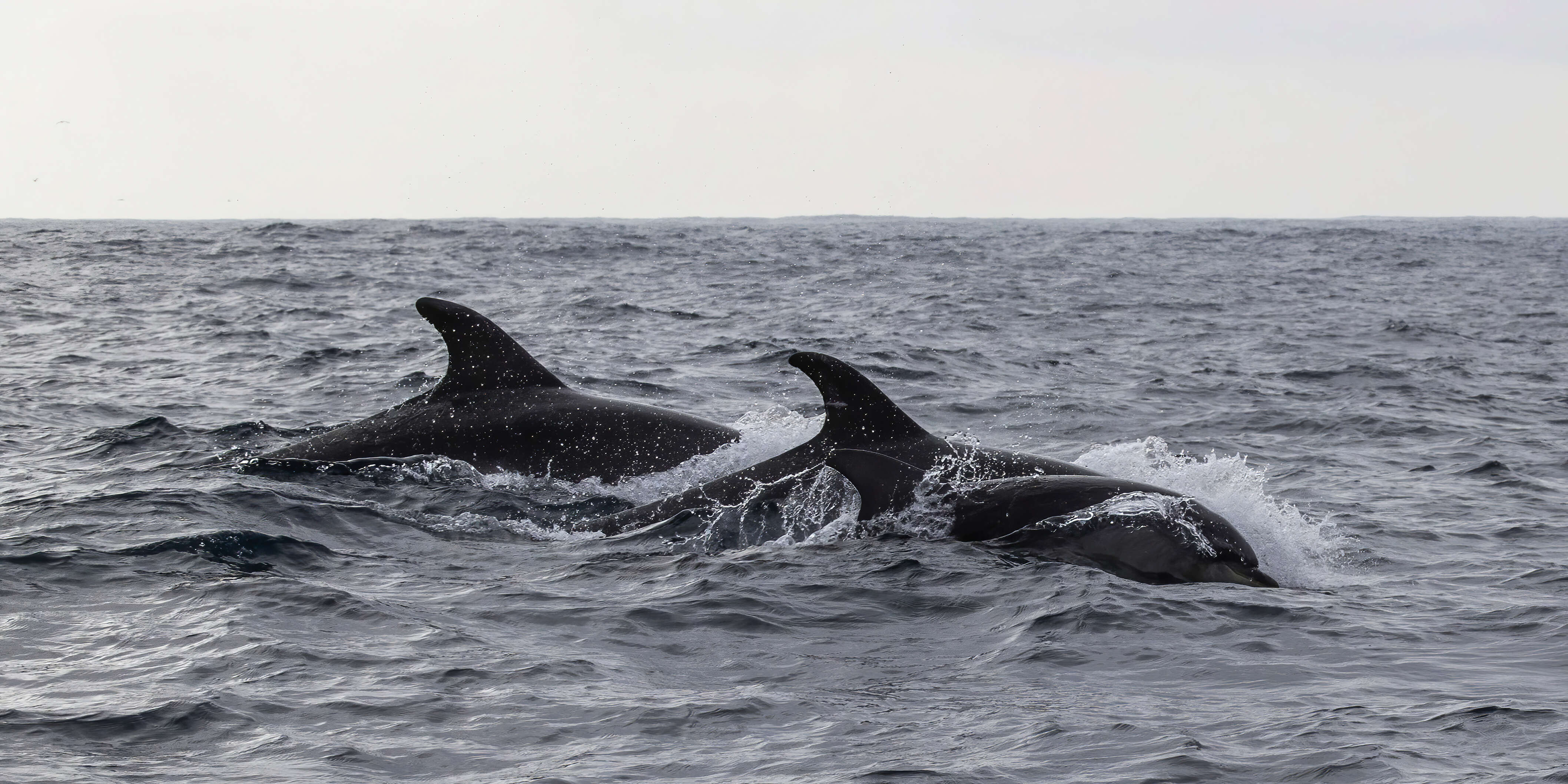 Imagem de Tursiops Gervais 1855