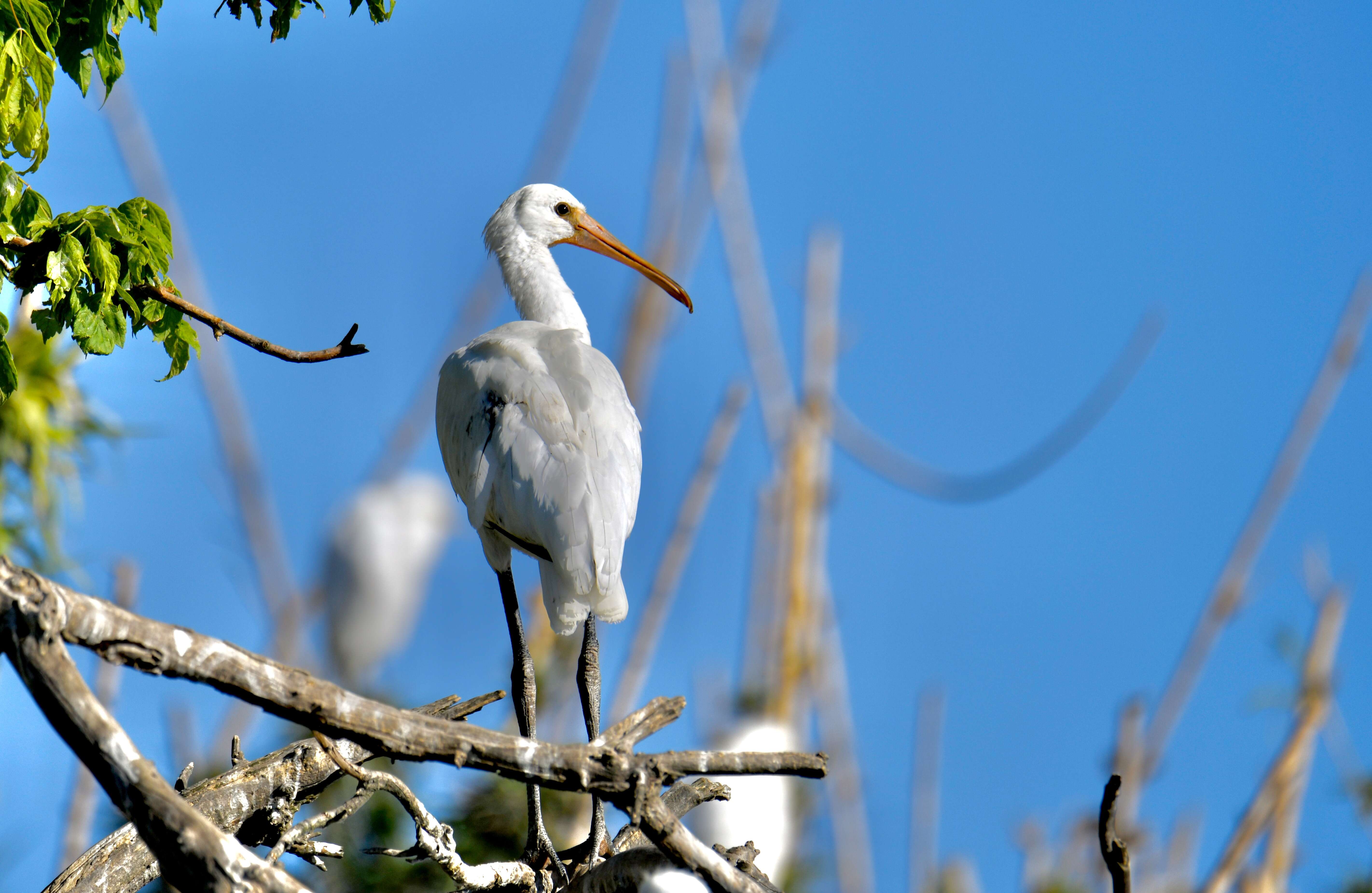 Image of spoonbill, eurasian spoonbill